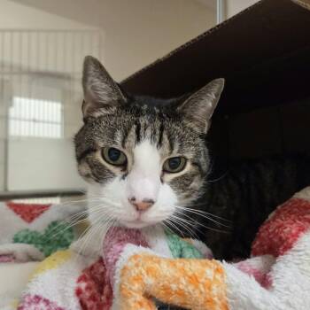 Jakey -  Domestic Short Hair Cat for Adoption in Ballston Spa, New York - Jakey | PetCurious