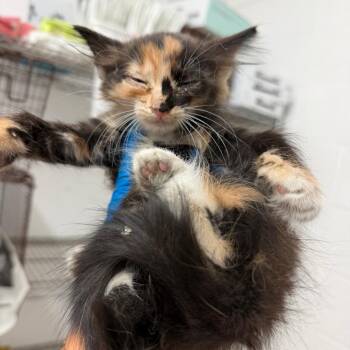 Tonka -  Domestic Medium Hair Cat for Adoption in Edinburg, Texas - Tonka | PetCurious