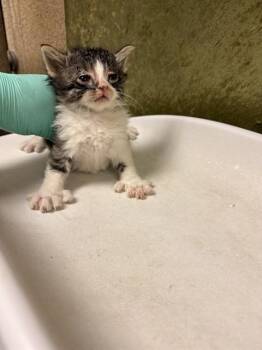 Domestic Short Hair Cats Available for Adoption in Riverside, California - COPPER | PetCurious