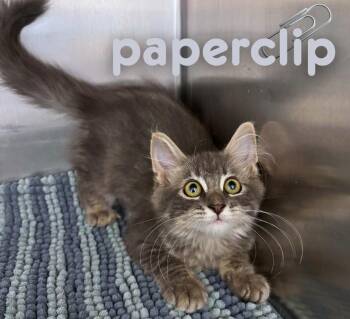 Paperclip -  Domestic Medium Hair Cat for Adoption in Nevada, Iowa - Paperclip | PetCurious