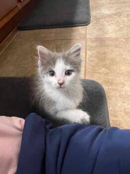 Domestic Medium Hair Cats Available for Adoption in Warner Robins, Georgia - Journey | PetCurious