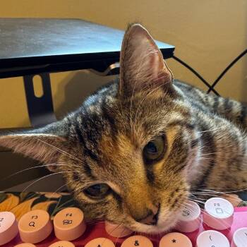 Cookie -  Domestic Short Hair Cat for Adoption in Falls Church, Virginia - Cookie | PetCurious