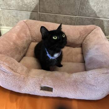 Sofi -  Domestic Short Hair Cat for Adoption in West Palm Beach, Florida - Sofi | PetCurious
