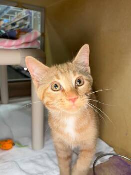Ca$h Money -  Domestic Short Hair Cat for Adoption in Fort Collins, Colorado - Ca$h Money | PetCurious