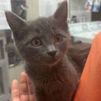 Smoke *Meet me at Plymouth Petsmart* -  Domestic Short Hair Cat for Adoption in Buffalo, Minnesota - Smoke *Meet Me At Plymouth Petsmart* | PetCurious