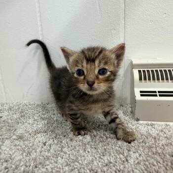 Teeny -  Domestic Short Hair Cat for Adoption in North Canton, Ohio - Teeny | PetCurious
