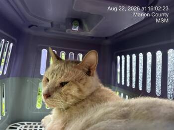 CRAISIN -  Domestic Short Hair Cat for Adoption in Ocala, Florida - CRAISIN | PetCurious