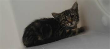 TIGER -  Domestic Short Hair Cat for Adoption in Albuquerque, New Mexico - TIGER | PetCurious