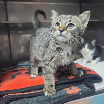 Scream -  Domestic Short Hair Cat for Adoption in Brookings, South Dakota - Scream | PetCurious