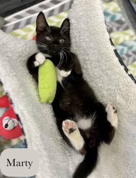 Domestic Short Hair Cats Available for Adoption in Chalfont, Pennsylvania - Marty | PetCurious