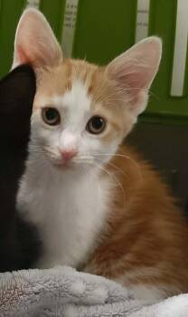 Domestic Short Hair Cats Available for Adoption in Georgetown, Ohio - Robin Hood | PetCurious
