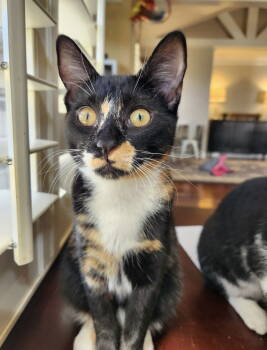 Rescue Calico Cats for Adoption in Ball Ground, Georgia - Star | PetCurious