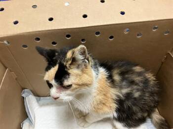 Domestic Short Hair Cats Available for Adoption in Long Beach, California - LACEY | PetCurious