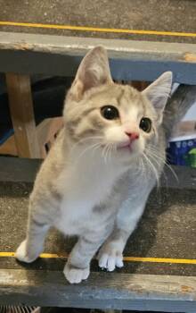 Bean Bag -  Domestic Short Hair Cat for Adoption in Lincoln Park, Michigan - Bean Bag | PetCurious
