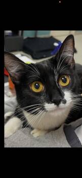 Domestic Short Hair Cats Available for Adoption - Monroe (Bonded To Misty) | PetCurious