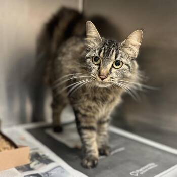 Domestic Medium Hair Cats Available for Adoption - Short Stack | PetCurious