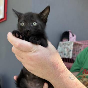 Domestic Short Hair Cats Available for Adoption in Los Angeles, California - Glover | PetCurious