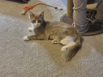 Claudia -  Domestic Medium Hair Cat for Adoption in The Woodlands, Texas - Claudia | PetCurious