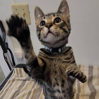 Colt -  Domestic Short Hair Cat for Adoption in Tama, Iowa - Colt | PetCurious