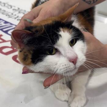 Pumpkin -  Domestic Short Hair Cat for Adoption in Peoria, Illinois - Pumpkin | PetCurious
