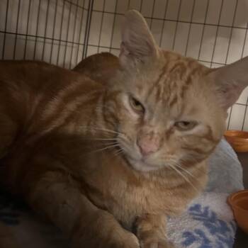 American Shorthair Cats Available for Adoption - Big Red | PetCurious
