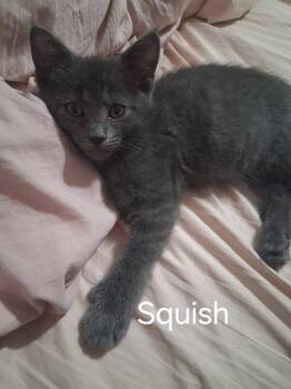 Squish -  Domestic Short Hair Cat for Adoption in Kettering, Ohio - Squish | PetCurious