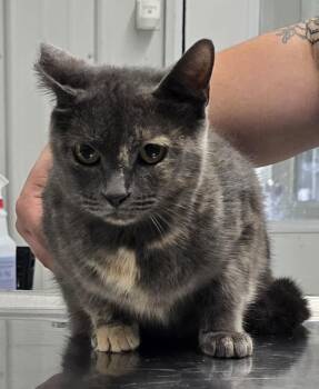 Rescue Domestic Short Hair Cats for Adoption in Hillsdale, Indiana - Sweet P | PetCurious