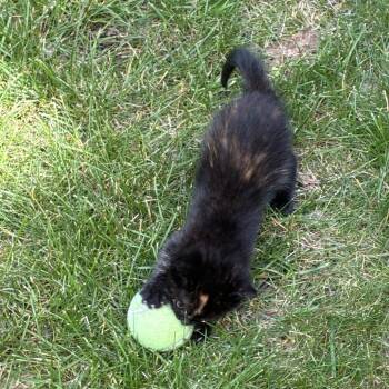 Shelly -  Domestic Medium Hair Cat for Adoption in Rochester, Minnesota - Shelly | PetCurious