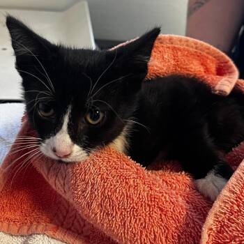 Tomatillo (26-2I-3) -  Domestic Short Hair Cat Available for Adoption in Rifle, Colorado - Tomatillo (26-2I-3) | PetCurious