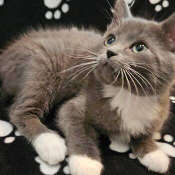 Zebra Cakes -  Domestic Short Hair Cat for Adoption in Spokane, Washington - Zebra Cakes | PetCurious