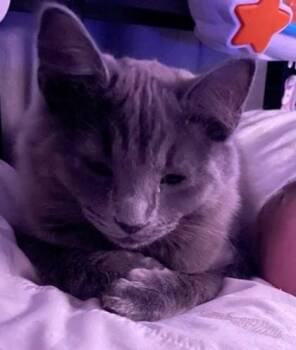 Theo -  Domestic Short Hair Cat for Adoption in Fairfax, Virginia - Theo | PetCurious