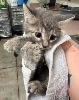 Janice -  Domestic Short Hair Cat for Adoption in Lampasas, Texas - Janice | PetCurious