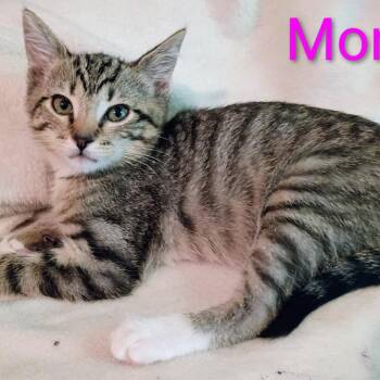 Mona -  Domestic Short Hair Cat for Adoption in Carmel, Indiana - Mona | PetCurious