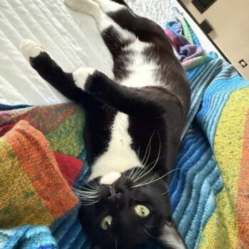 Domestic Short Hair Cats Available for Adoption in Fishers, Indiana - Baseball | PetCurious