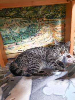 Rescue Domestic Short Hair Cats for Adoption in Fairfax Station, Virginia - Rosemary | PetCurious