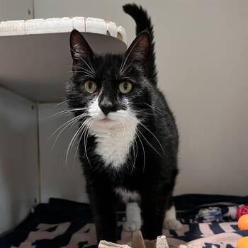 Domestic Short Hair Cats Available for Adoption in Methuen, Massachusetts - RAIN | PetCurious