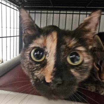 Georgia -  Domestic Short Hair Cat for Adoption in Columbus, North Carolina - Georgia | PetCurious