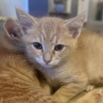 Cotton Candy -  Domestic Short Hair Cat for Adoption in Walnut Creek, California - Cotton Candy | PetCurious