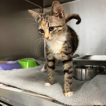 Melanie -  American Shorthair Cat for Adoption in Columbus, Georgia - Melanie | PetCurious
