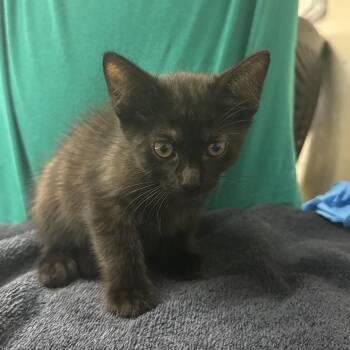Florem -  Domestic Short Hair Cat for Adoption in Lakeland, Florida - Florem | PetCurious