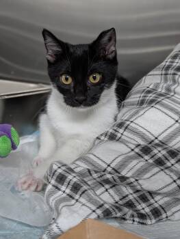 Isabella -  Domestic Short Hair Cat for Adoption in Plainfield, New Jersey - Isabella | PetCurious