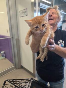 Cole -  Domestic Short Hair Cat Available for Adoption in Bossier City, Louisiana - Cole | PetCurious