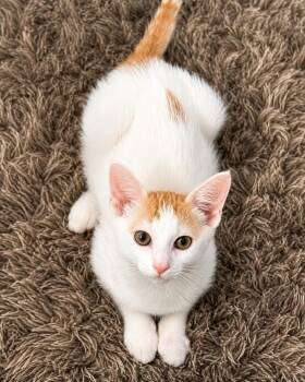 Dallas -  Domestic Short Hair Cat for Adoption in Houston, Texas - Dallas | PetCurious