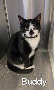 Domestic Short Hair Cats Available for Adoption in Sidney, Ohio - Buddy | PetCurious