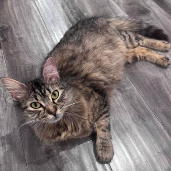 Domestic Medium Hair Cats Available for Adoption in Long Beach, California - Minnie | PetCurious
