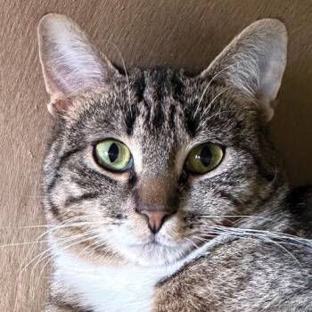 Domestic Short Hair Cats Available for Adoption in Crystal Lake, Illinois - Hattie | PetCurious