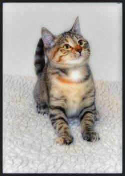 Rescue Tabby Cats for Adoption in San Andreas, California - Leona | PetCurious