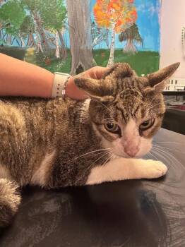 Gramps -  Domestic Short Hair Cat Available for Adoption in New Braunfels, Texas - Gramps | PetCurious