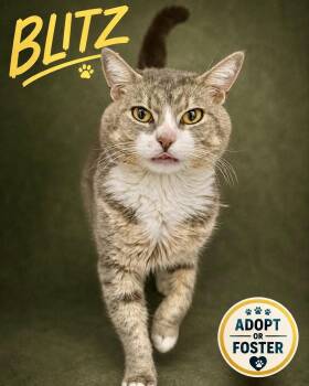 Blitz (FCID# 07/28/2026 - 47 Trainer) -  Tabby Cat for Adoption in Greenville, Delaware - Blitz (FCID# 07/28/2026 - 47 Trainer) | PetCurious