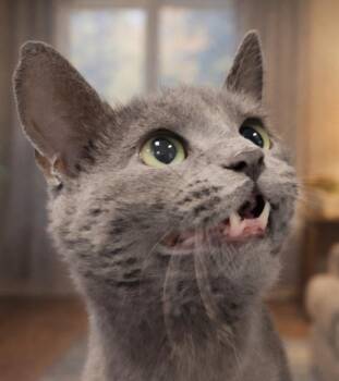 Domestic Short Hair Cats Available for Adoption in Cuyahoga Falls, Ohio - Femme | PetCurious